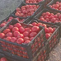 مقدار200کیلو گوجه ربی