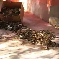 زل کفتر