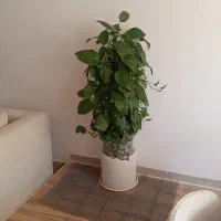 درختچه مصنوعی معاوضه با دستگاه بخور سرد