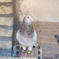 سرور کله هما و پشت طاووسی