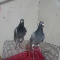 ۱جفت کبوتر مسافتی به ضمانت تخم جوجه کیلومتر