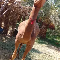 شتر
