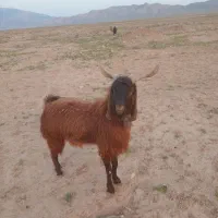نربز ۲ به ۳سال
