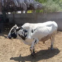 گوساله|حیوانات مزرعه|جویم, |دیوار