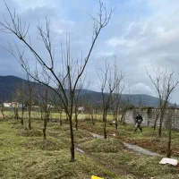 450متر باغ محصور سند تک برگ پسکلایه بزرگ