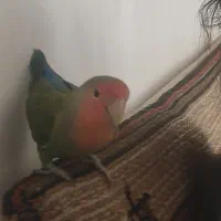طوطی برزیلی نر ماده