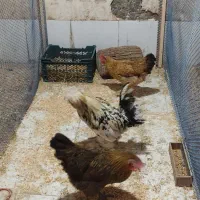 دو عدد مرغ ویک خروس