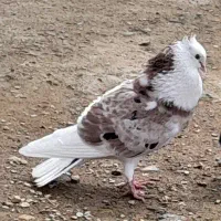 هما سرور