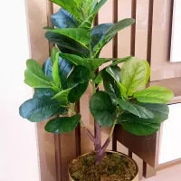 لیراتای مصنوعی خارجی ۳ شاخه