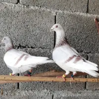 کبوتر