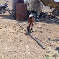 بره شیری کهره