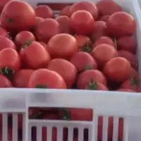 گوجه‌فرنگی ربی بازاری