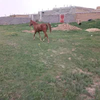 اسب|اسب و تجهیزات اسب‌سواری|چهاردولی, |دیوار