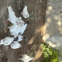 کبوتر