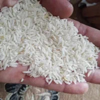 برنج هاشمی تازه