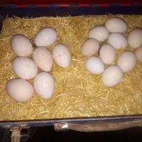 تخم مرغ بومی و تخم بوقلمون