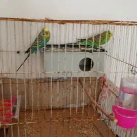 جفت مرغ عشق نر و ماده