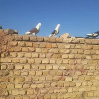کفتر پشتی