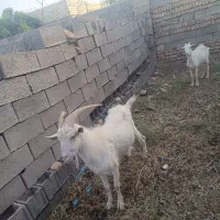 بزغاله یک ساله