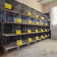 جفتکن کبوتری