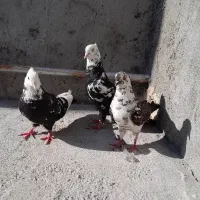 سه کبوتر
