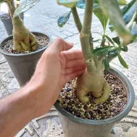 بونسای (درختچه) آدنیوم و کراسولا سم اسبی