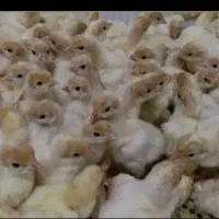 جوجه بوقلمون بیوتی۶فوق سنگین