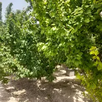 باغ و باغچه ۱۹۰ متری(چسبه بافته مسکونی)دارای برق|فروش زمین و ملک کلنگی|تهران, امیریه|دیوار