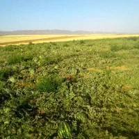 زمین کشاورزی کوچه صحرا