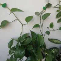 یک خط تلفن ثابت در محدودی با پیش شماره 3332