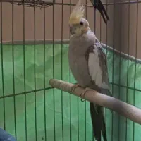 مرغ عروس گم شده