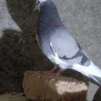 کفتر  مفت