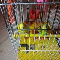 یک جفت مرغ عشق نر و ماده رنگ سبز و زرد