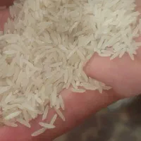 پخش برنج ایرانی  یکدست با ضمانت مرچوعی  160