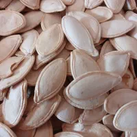 بذر تخمه کدو یک ترکیه ای و تی 19و خوی