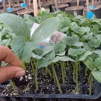 نشاگوجه خیار ،نهال