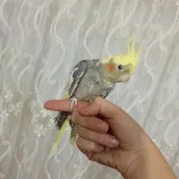 عروس هلندی نر اوازخوان