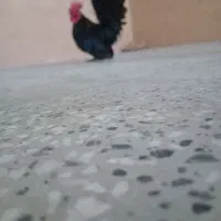 جاپنیز