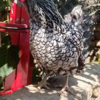 ویاندوت سیلور و بلورد