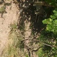 سگ. گمشده عراقی