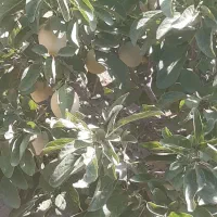 فروش آلو خوانساری درجه۱