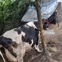 فروش گاو هلشتاین بدون گوساله