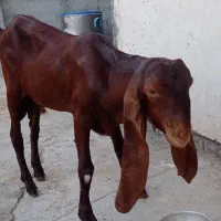 نره پاکستانی اصل