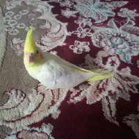 پرنده|پرنده|مشهد, حیدرآباد|دیوار