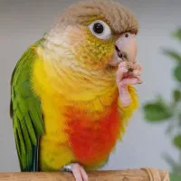 طوطی گرنیچیک