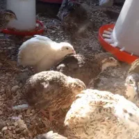 فروش بلدرچین بالغ