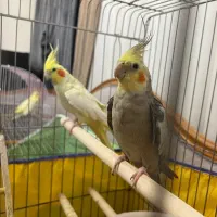 یک جفت عروس هلندی زیر قیمت با جوجه رایگان