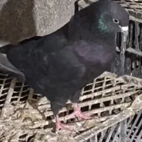 پرنده