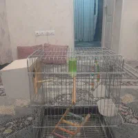 قفس طوطی و عروس هلندی