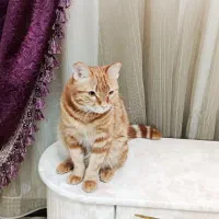 یک عدد گربه dsh نارنجی واگذار می‌شود